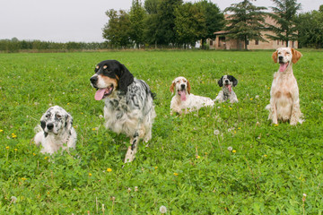 Group if typical English Setter dogs