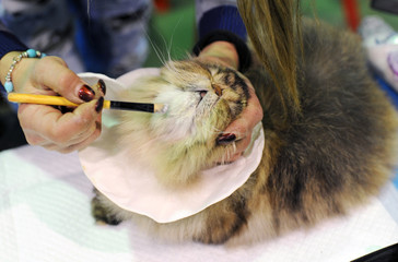 Persian cat at cat show in Moscow..