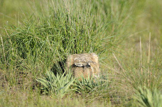 European brown hare (Lepus europaeus) sitting in grass, Cherniye Zemli (Black Earth) Nature Reserve, Kalmykia, Russia, May 2009