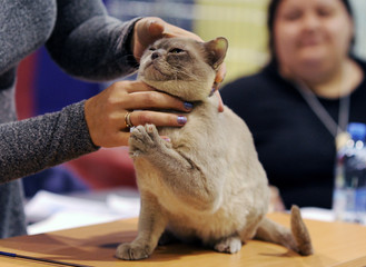 British Shorthair at cat show in Moscow.