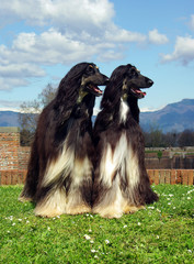 Twol black Afghan Hound dogs in the garden