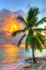 Fototapeta na wymiar Caribbean beach Palm Tree