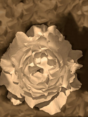 Sepia rose