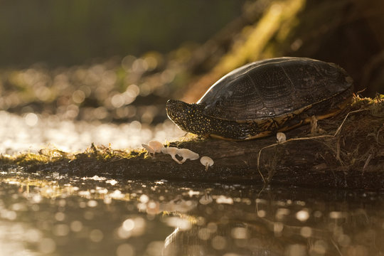 European pond turtle (Emys orbicularis) on piece of wood with mushrooms growing on it, Gornje Podunavlje Special Nature Reserve, Serbia, June 2009