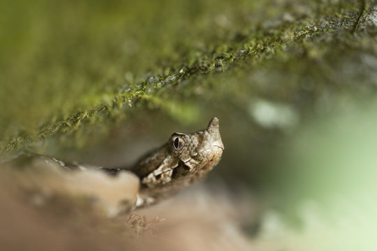 Long-nosed / Sand viper (Vipera ammodytes) Djerdap National Park, Serbia, June 2009