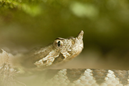 Long-nosed / Sand viper (Vipera ammodytes) portrait, Djerdap National Park, Serbia, June 2009