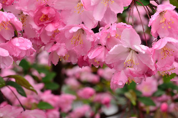 Obraz premium 桜 河津桜 日本