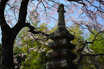 Fototapeta premium Japanese garden, cherry tree and stone pagoda, Kyoto Japan