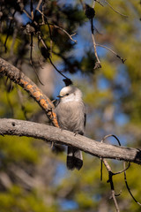 The new Canadian National Bird