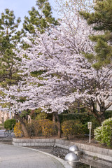 築地川公園の桜（東京都中央区）