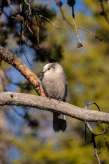 The new Canadian National Bird