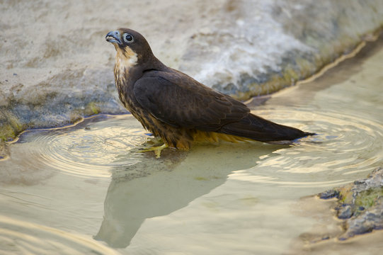 Eleonora's falcon (Falco eleonorae) drinking, Antikythera, Greece, September 2008