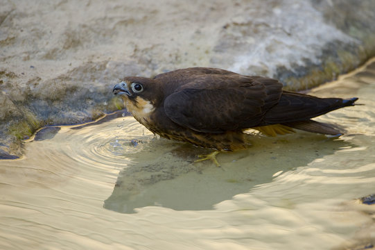 Eleonora's falcon (Falco eleonorae) drinking, Antikythera, Greece, September 2008