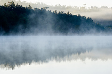 Pine forest in the mist with reflection.