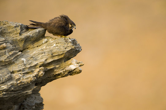 Eleonora's falcon (Falco eleonorae) on rock calling, Andros, Greece, September 2008