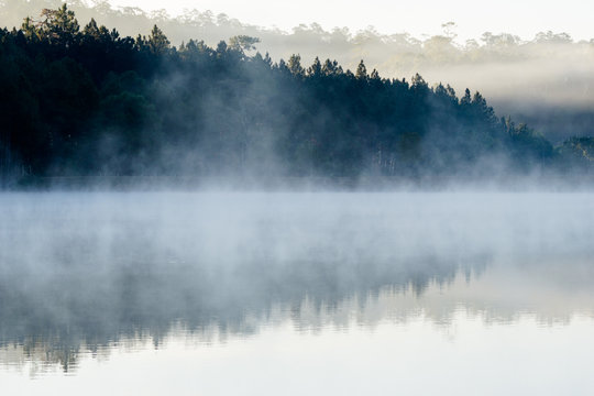 Pine forest in the mist with reflection. © Tawatchai