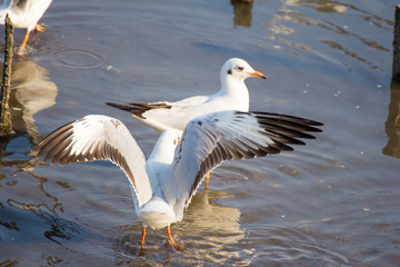 Seagull