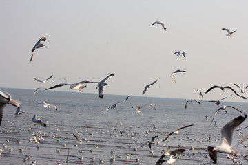 Seagull