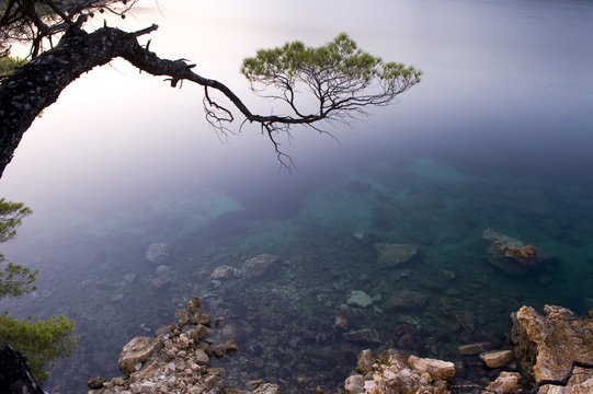 Pine tree branch over the sea, Alonissos island, Greece, September 2008