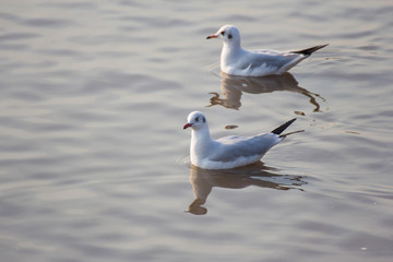 Seagull