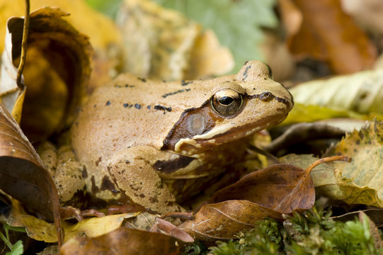 Agile frog (Rana dalmatina) amongst dead leaves, Plitvice Lakes National Park, Croatia, October 2008