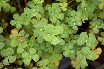 Fototapeta premium fresh green marsilea crenata plant in nature garden