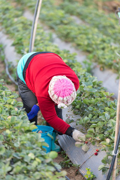 Strawberry growers Burberry