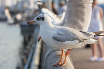 Seagull