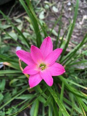 pink zephyranthes minuta flower in nature garden