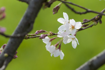桜