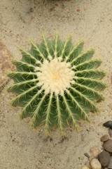 green cactus tree on sand floor