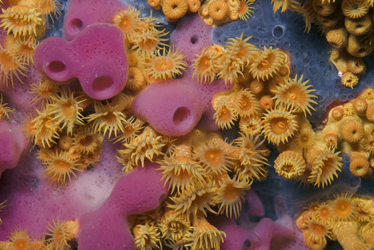 Yellow encrusting anemones (Parazoanthus axinellae) and sponge (Haliclona mediterranea) 'Turtle Rock', Passage du Cavallo, Lavezzi Archipelago, Corsica, France, September 2008