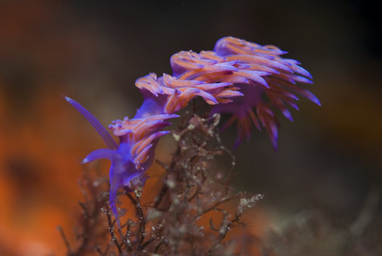 A violet Nudibranch / Sea slug (Flabellina affinis) feeding on hydroids, 'Turtle Rock', Passage du Cavallo, Lavezzi Archipelago, Corsica, France, September 2008
