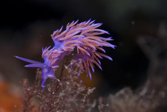 A violet Nudibranch / Sea slug (Flabellina affinis) feeding on hydroids, 'Turtle Rock', Passage du Cavallo, Lavezzi Archipelago, Corsica, France, September 2008