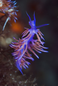 A violet Nudibranch / Sea slug (Flabellina affinis) feeding on hydroids, 'Turtle Rock', Passage du Cavallo, Lavezzi Archipelago, Corsica, France, September 2008