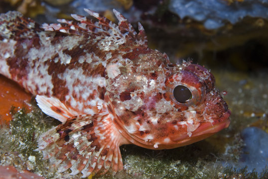 Red scorpionfish (Scorpaena notata) 'Turtle Rock', Passage du Cavallo, Lavezzi Archipelago, Corsica, France, September 2008