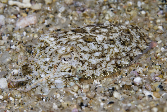 Common cuttlefish (Sepia officinalis) camouflaged, at night, Elephant Bay, Lavezzi Islands, Corsica, France, September 2008