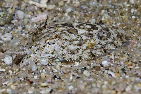 Common cuttlefish (Sepia officinalis) camouflaged, at night, Elephant Bay, Lavezzi Islands, Corsica, France, September 2008