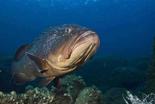 Dusky grouper (Epinephelus marginatus) Cala di Grecu, Lavezzi Islands, Corsica, France, September 2008