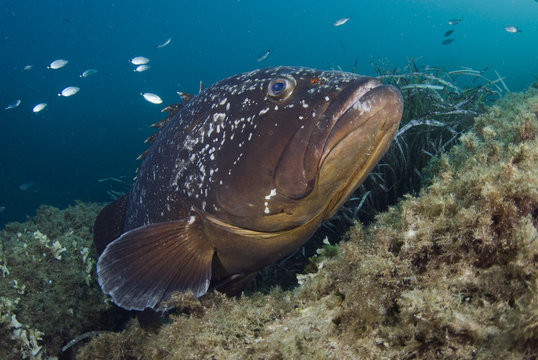 Dusky grouper (Epinephelus marginatus) by seagrass with other smaller fish in the background, Cala di Grecu, Lavezzi Islands, Corsica, France, September 2008