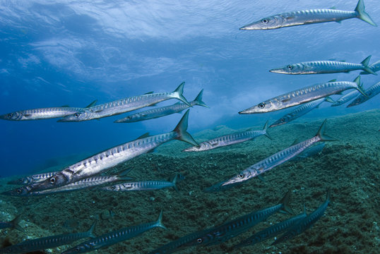 Striped / Mediterranean barracuda (Sphyraena sphyraena) shoal over rocks, Perduto, Lavezzi Islands, Corsica, France, September 2008