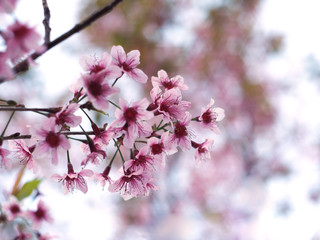 Pink cherry blossoms flower in full bloom, spring season.