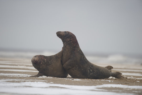 Two male Grey seals (Halichoerus grypus) fighting, Donna Nook, Lincolnshire, UK, November 2008
