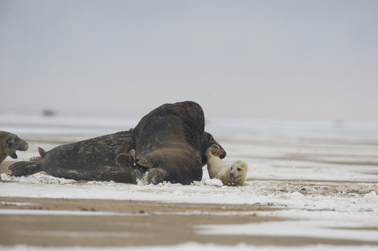 Two Grey seal (Halichoerus grypus) males fighting, with pup moving away, Donna Nook, Lincolnshire, UK, November 2008
