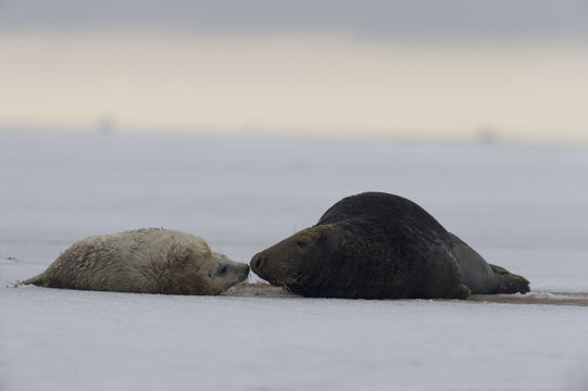 Grey seal  with pup on snow covered beach, UK