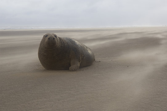 Grey seal (Halichoerus grypus) lying on beach with wind blowing sand, Donna Nook, Lincolnshire, UK, November 2008