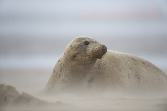Grey seal (Halichoerus grypus) sitting on beach, Donna Nook, Lincolnshire, UK, November 2008