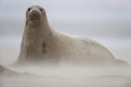 Grey seal (Halichoerus grypus) sitting on beach with wind blowing sand, Donna Nook, Lincolnshire, UK, November 2008