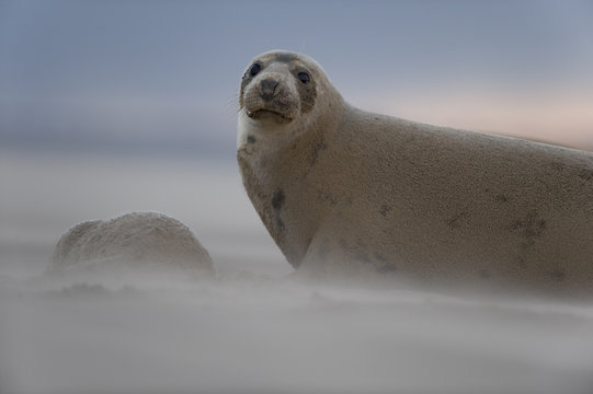 Grey seal (Halichoerus grypus) with pup, sand being blown by the wind, Donna Nook, Lincolnshire, UK, November 2008