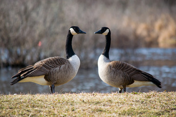 Curious geese